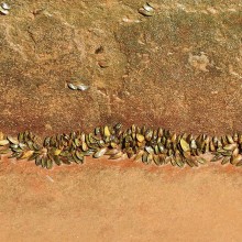 Incrustação de mexilhão-dourado em tanques de armazenamento de água de Estações de Tratamento de Água