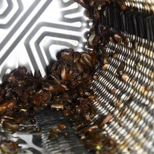 Filtros do sistema de resfriamento de uma usina sendo entupidos por mexilhão-dourado