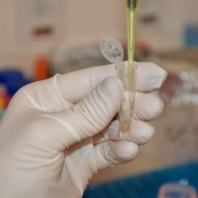 Processamento das amostras coletadas - Extração do DNA