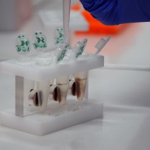Processo de extração de DNA